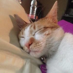 Meet your Posher, Mia